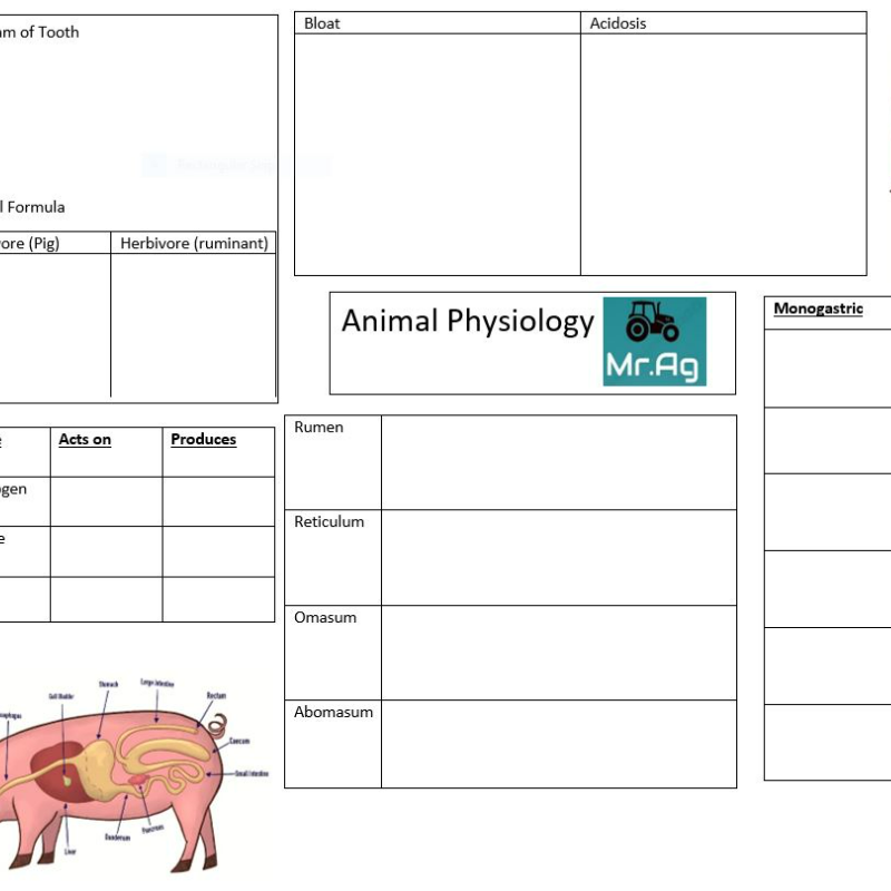 APhysio Mindmap