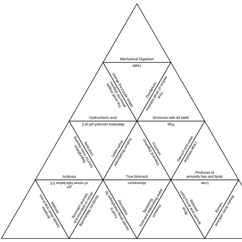 Animal Physiology Tarsia