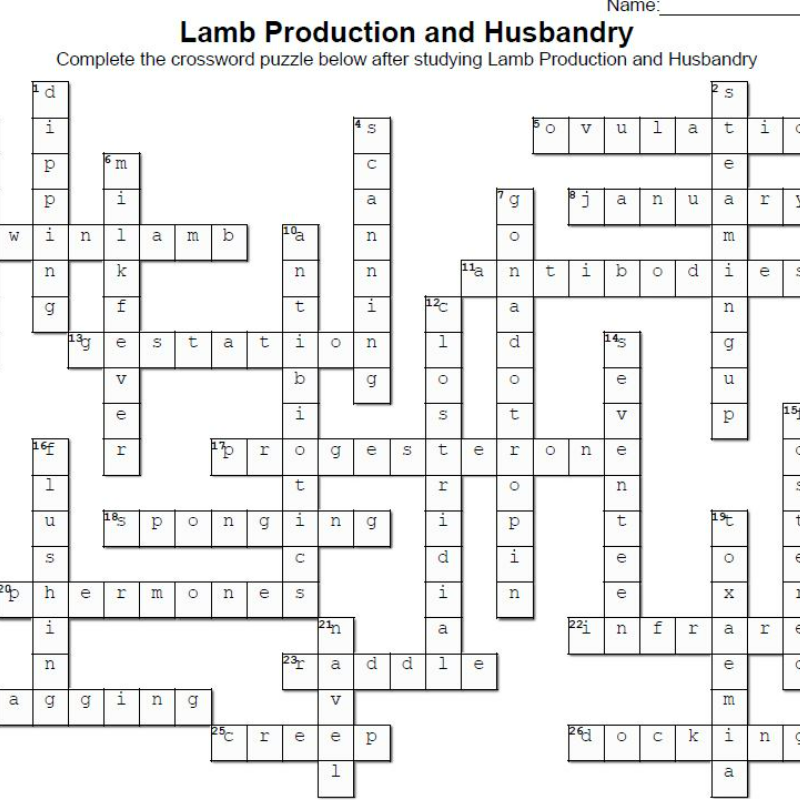 Lamb Production Crossword Mr Ag