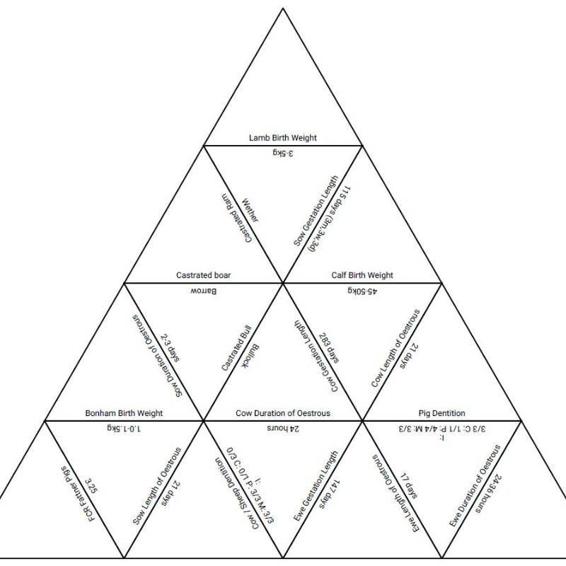 Tarsia Sheep