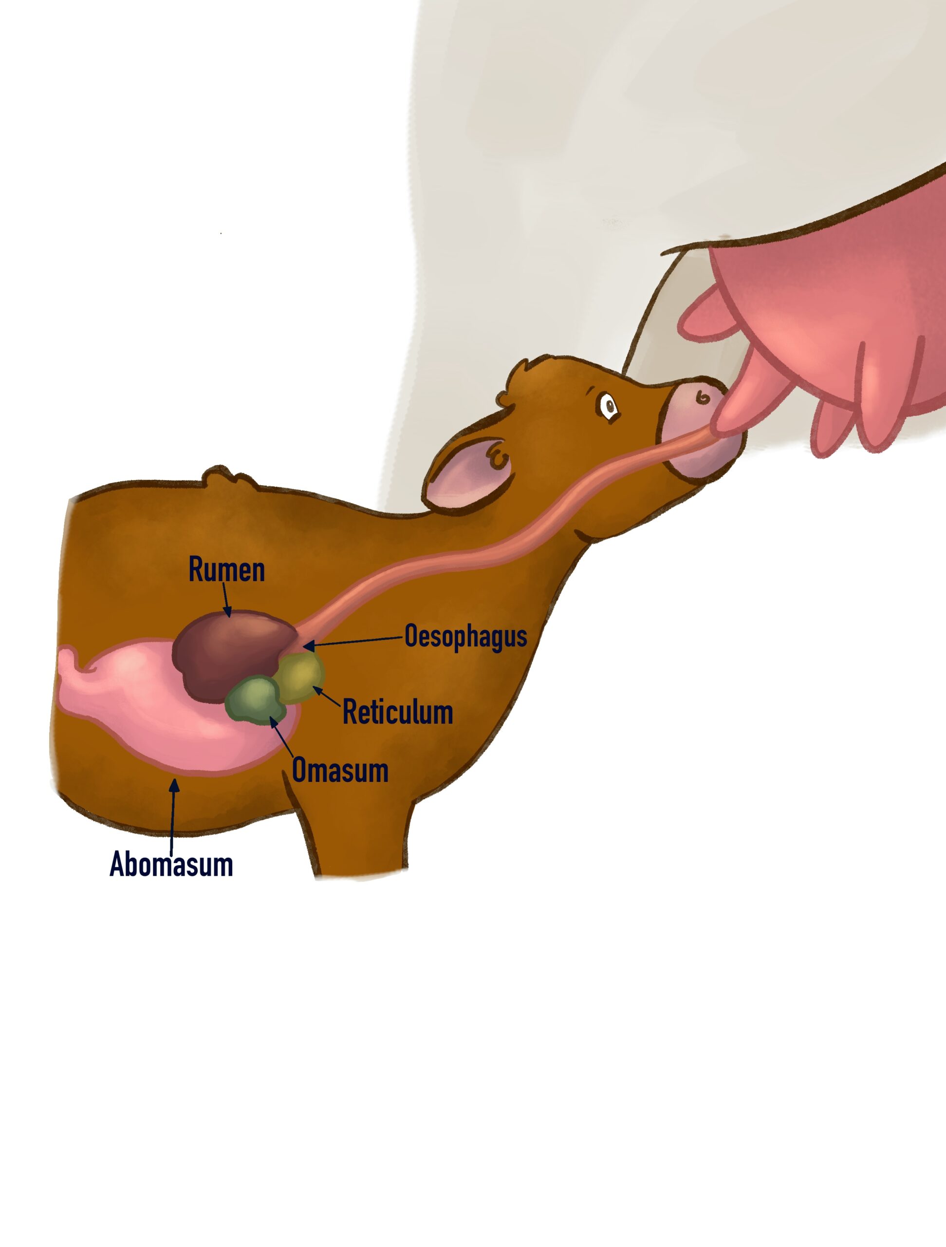 Calf Digestion